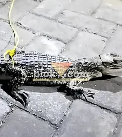 Buaya berukuran sekitar 40 cm yang ditemukan warga Desa Karangharjo, Glenmore di aliran air irigasi sawah, saat diamankan di Polsek Glenmore, Sabtu (25/07/2026)(foto: Blok-a.com/Kuryanto)