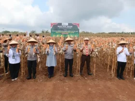 Kapolda Jatim Irjen Pol Nanang Avianto bersama Bupati Banyuwangi Ipuk Fiestiandani saat panen raya jagung di kawasan Green Farm, Desa Karangsari, Kecamatan Sempu, Jumat (11/09/2026) (foto: Istimewa)