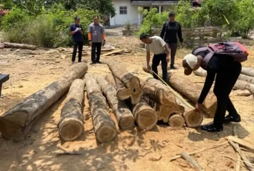 Petugas Perhutani saat melakukan pengamanan temuan 16 batang kayu jati diduga ilegal, Jum'at (02/10/2026) (foto: Istimewa)