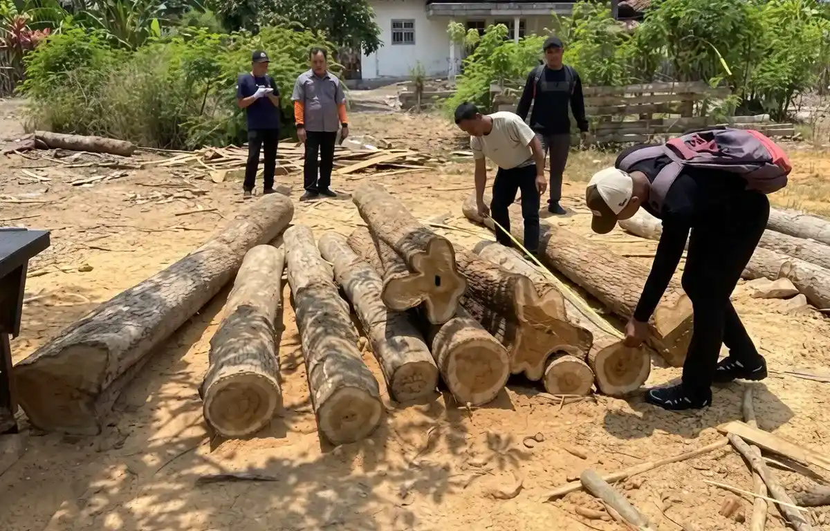 Temuan Tumpukan Kayu Jati 1,93 Kubik di Lahan Kosong Purwoharjo Gegerkan Warga